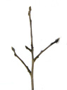 apple-tree (malus domestica), twig with alternate buds. 2009-01-26, Pentax W60. keywords: pommier, melo